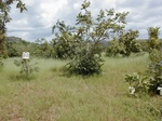 12139GT138_Laterite_plateau.JPG