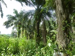 25590P1020004.JPG