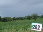 130090282a-rainfed-agriculture-soyabean.gif
