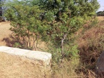 56425CIMG7978.JPG