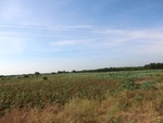 56126CIMG6828.JPG