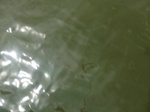 58301CIMG2749.JPG