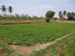 51917Tank ID 1800174 S.M. Gollahalli 5.JPG