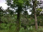 31100CIMG0962.JPG
