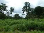 20290P1020146.JPG