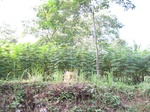 15390IMG_4239.JPG