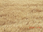 29874CIMG1367.JPG