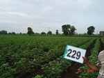 128160229a-rainfed-agriculture-cotton-dominant-maize.gif