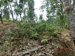 53425CIMG6745.JPG