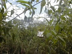 12019GT276_mixed_fallow.JPG