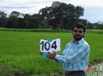 123950104a-irrigated-canal-rice-dominant-sugarcane-rice-singlecrop.gif