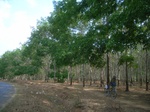 54288R0012732.JPG