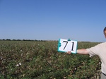 10311071-Irrigated (Surface water) cotton-a.jpg