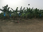 50445CIMG1074.JPG