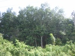33717RIMG0335.JPG