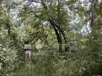 12192GT332_savannah_woodland.JPG