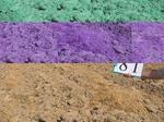 11649081-Irrigated (Surface water) winter wheat-a.jpg