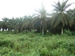 20368P1020225.JPG