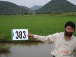 133710383d-irrigated-supplemental-tank-rice-doublecrop.gif