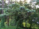 543010052008(45).JPG