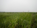 54449DSCN1730.JPG