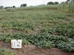 12111GT112_Potato.JPG
