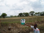 6295057a-irrigated-surfacewater-canal-largescale-rice-dominant-doublecrop.jpg