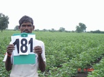 126630181b-rainfed-agriculture-cotton.gif