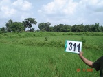131170311c-irrigated-canal-rice.gif