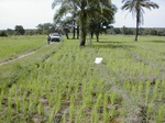 12126GT127_rice_paddy.JPG