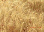 2012-08-30_11-29-22_CIMG1261.JPG