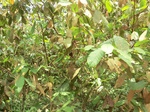 47844CIMG4181.JPG