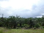 25894P1020313.JPG