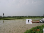 12366005a-irrigated-canal-Nagarjunsagar-rice-dominant.gif
