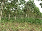 50672CIMG1301.JPG