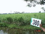133590380a-irrigated-canal-sugarcane.gif