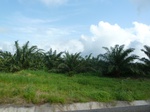 20454P1020311.JPG