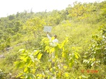 11369gt152-shrubland-1.jpg