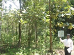 7732gt012a-forests-Y-teak.jpg