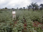 12028GT283_cotton.JPG