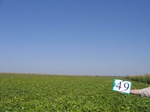 10261049-Irrigated (SW) maize-gram-strips-b.jpg