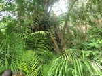 46907CIMG3244.JPG