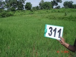 131160311b-irrigated-canal-rice.gif