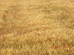 29677CIMG0968.JPG