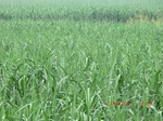 33169CIMG2406.JPG