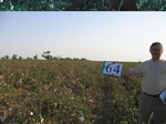 11591064-Irrigated (Surface water) cotton-b.jpg