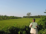 9261gt019-irrigated-rice-tunga.gif