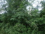3707RIMG0010.JPG