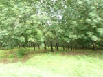 20419P1020276.JPG