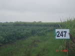 128800247c-irrigated-supplemental-groundwater-sugarcane-dominant-cotton.gif